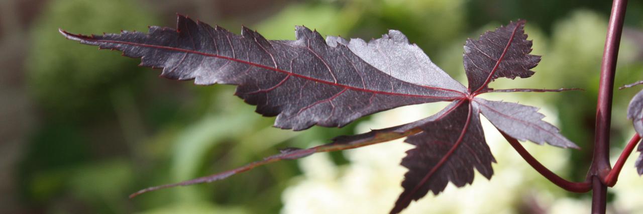 acer palmatum 'trompenburg'