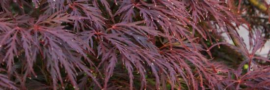 acer parlmatum 'garnet'