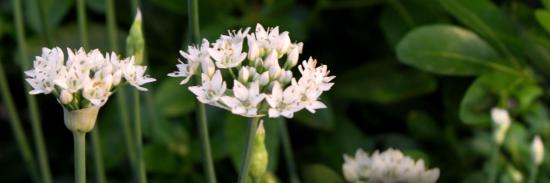 Allium tuberosum