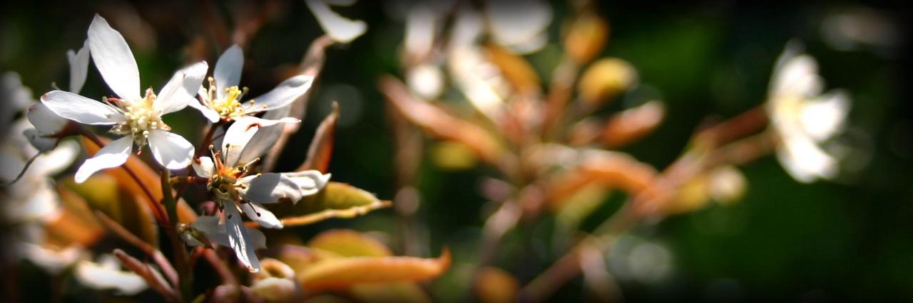 amelanchier lamarckii