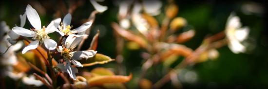 amelanchier lamarckii
