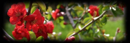chaenomeles x superba