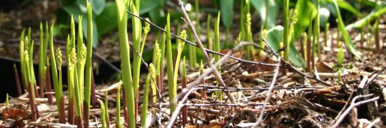 convallaria