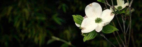 cornus kousa