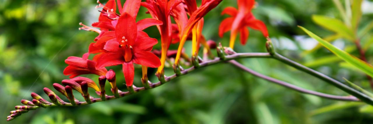 crocosmia lucifer