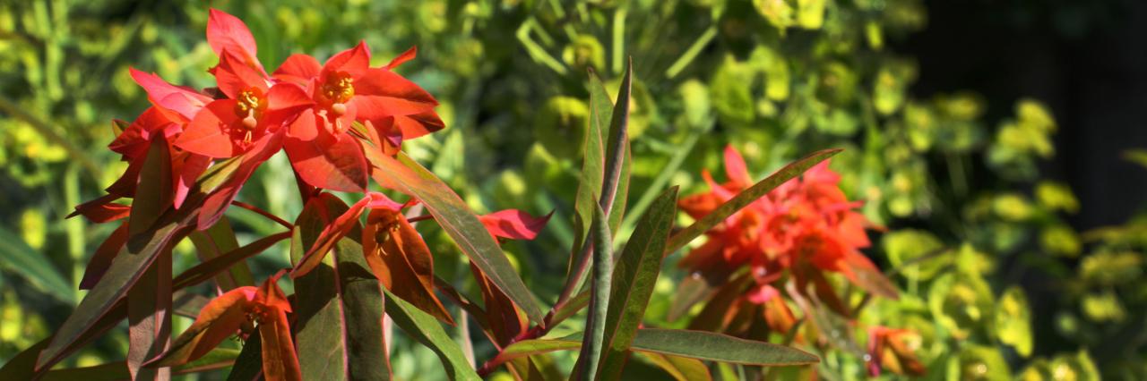 euphorbia griffithii 'fireglow'