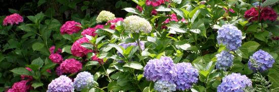 hydrangea macrophylla