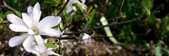 magnolia stellata