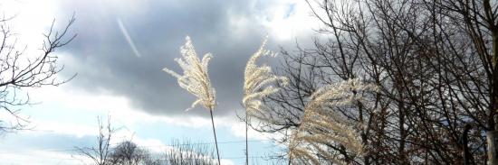 miscanthus