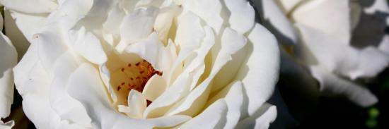 rosa 'pascali'