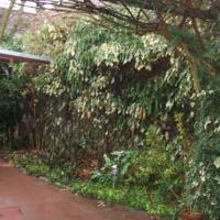 Avant -  petit coin de verdure dans une cour  5m² Mouscron