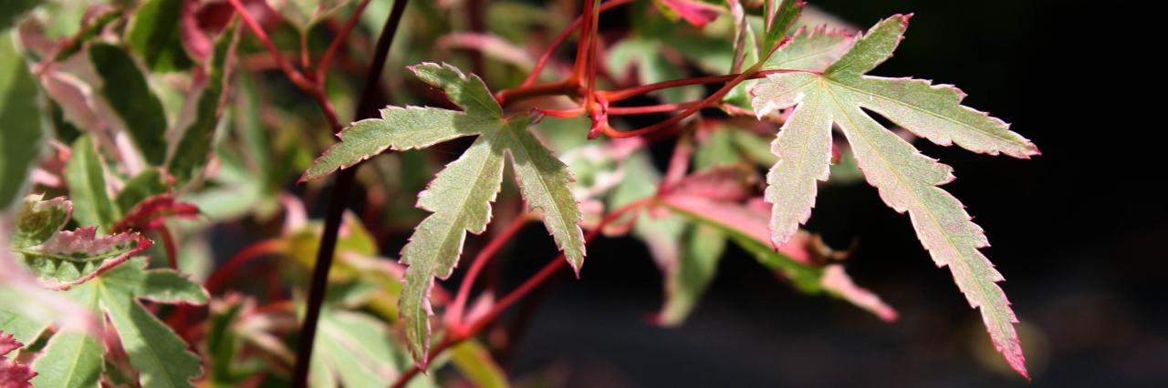 acer palmatum 'marlo'