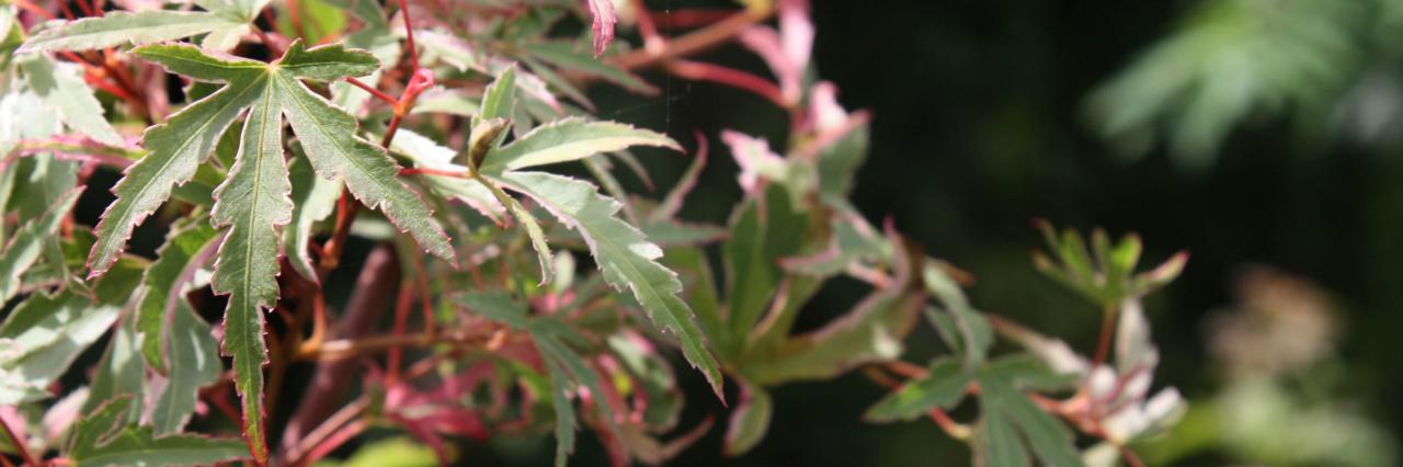 acer palmatum 'taylor'