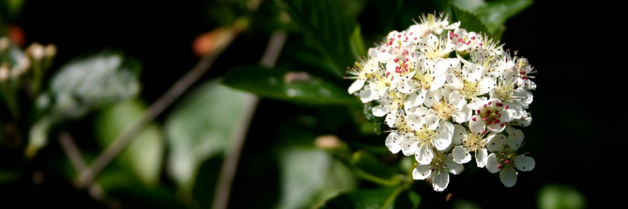 aronia arbutifolia