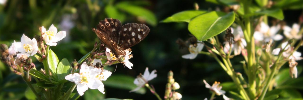choisya ternata