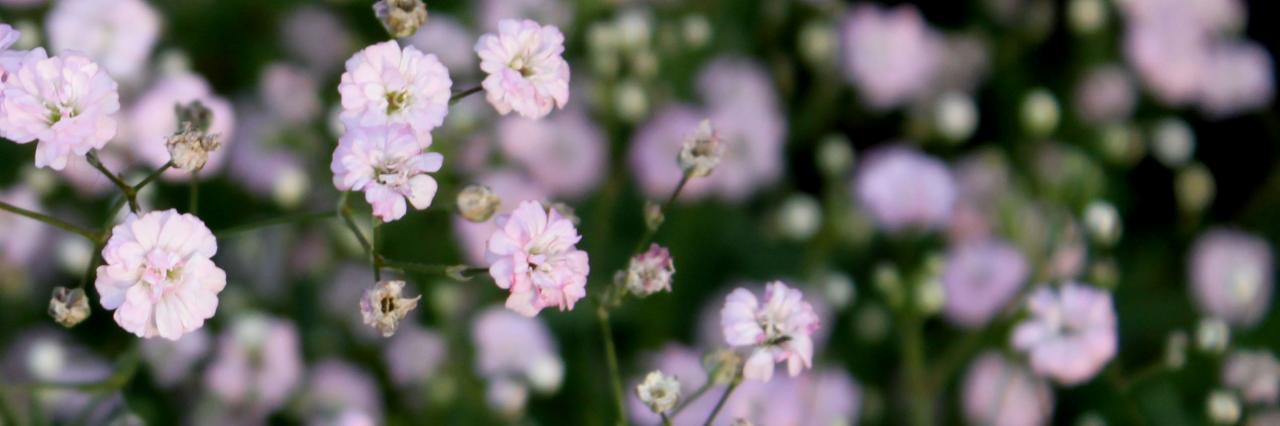 Gypsophila paniculata