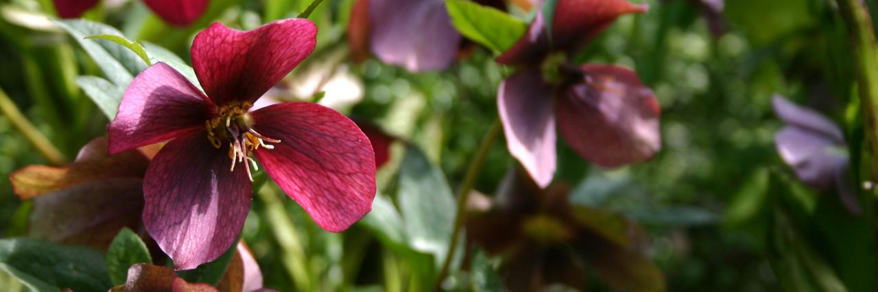 Helleborus orientalis