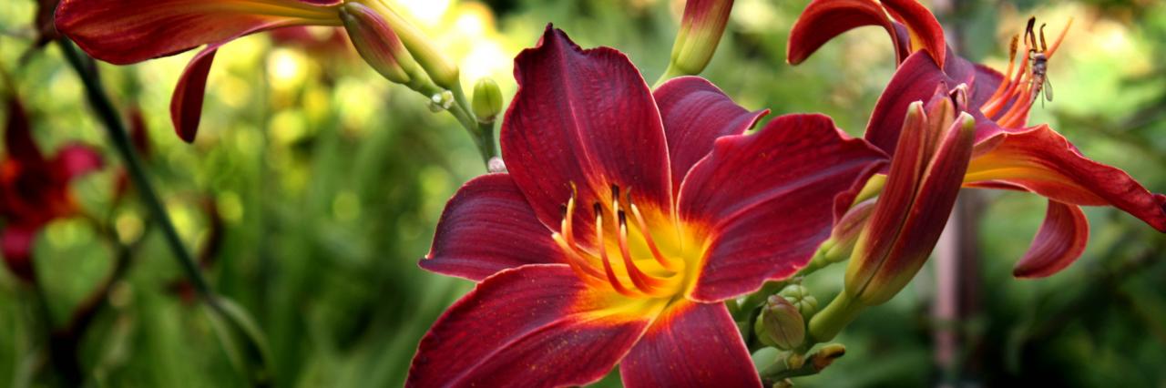 Hemerocallis 'Tang'