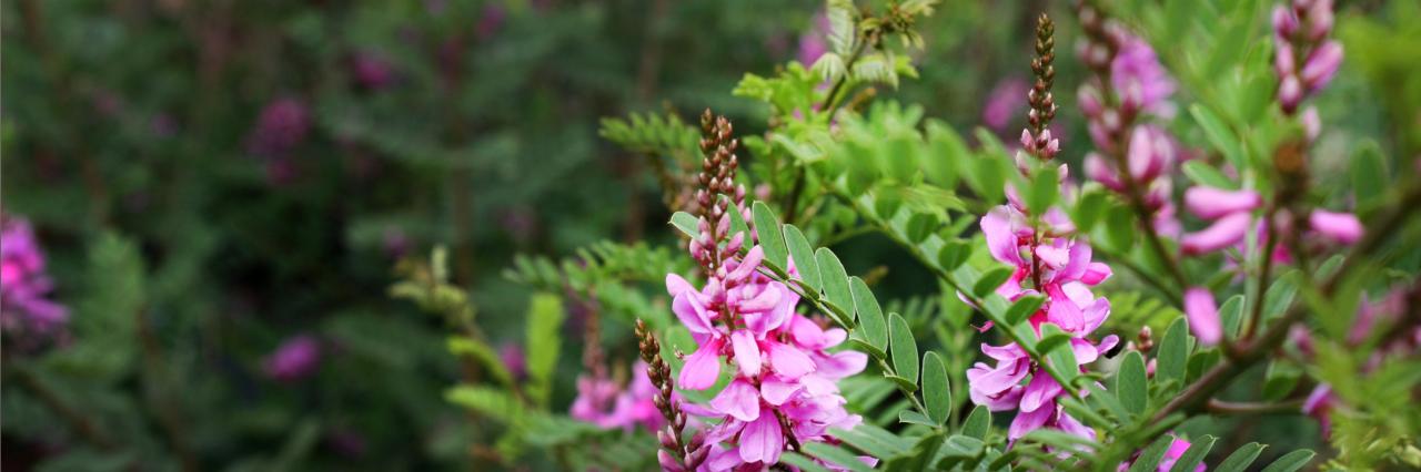 indigofera heterantha 'gerardiana'
